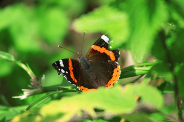 Vanessa atalanta, the red admiral or previously, the red admirable on the leaf
