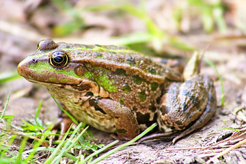 The marsh frog (Pelophylax ridibundus belongs to the family of true frogs) in the mud