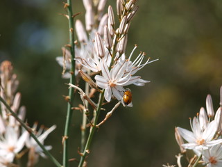 flor blanca y mariquita