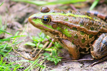 The marsh frog (Pelophylax ridibundus belongs to the family of true frogs) in the mud
