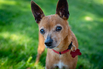 Naklejka na ściany i meble Close up portrait of little chihuahua mix breed dog on grass.