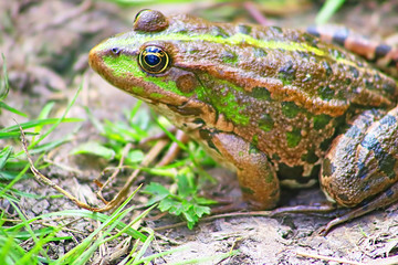 The marsh frog (Pelophylax ridibundus belongs to the family of true frogs) in the mud