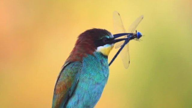 colored bird holds a blue dragonfly in the beak/colored bird holds a blue dragonfly in the beak