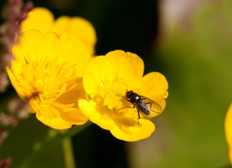 yellow flower and fly