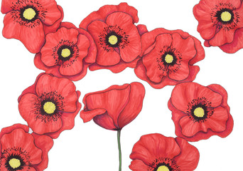 Red poppies painted by felt-tip pen on white background