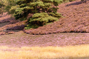 Bl&uuml;hende Heide und Birken und Nadelbaum ohne Menschen in der Fischbeker Heide , Hamburg bei sonnigem Tageslicht.