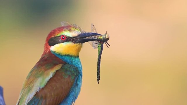 exotic bird holds a colorful dragonfly in the beak/exotic bird holds a colorful dragonfly in the beak