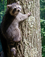 Young Raccoon