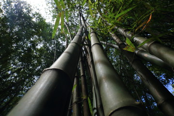 branch of bamboo in bamboo forest