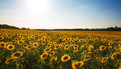 Sunflowers flowering plants on field background of sky landscape