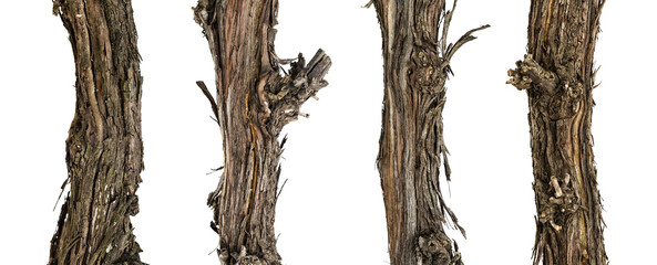 Collection dry branches of the vine isolated on white, including clipping path