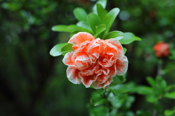 Pomegranate flower