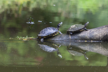 turtles