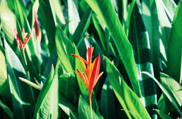 Close up of single bright orange tropical flower Heliconia with dark green leaves foliage. Exotic Botanical decor background. 
