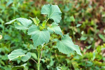 Giant sumpweed or Cyclachaena xanthiifolia close
