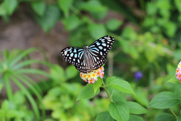 Ceylon blue glassy tiger butterfly