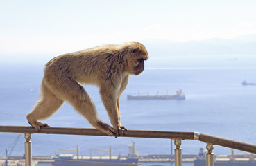 Monkey at the Gibraltar Rock