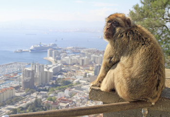 Monkey at the Gibraltar Rock