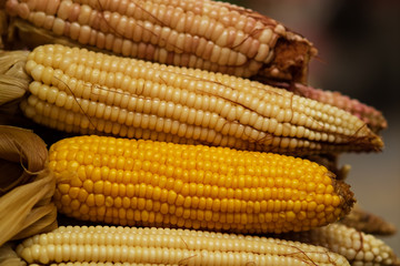Corn on the cob close-up