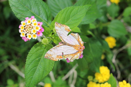 Common mapwing butterfly