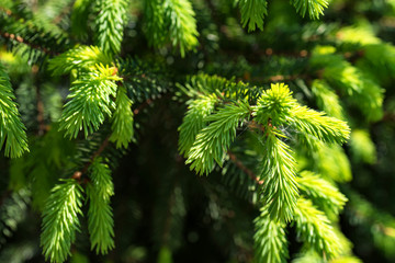 Fir tree branch background close