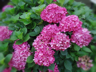 Beautiful Hortense Pink hydrangea