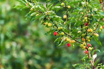 Ripening Chinese apple or Malus prunifolia