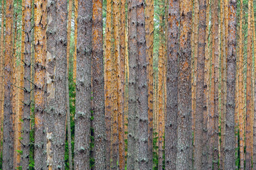 Obraz premium Background of pine trunks