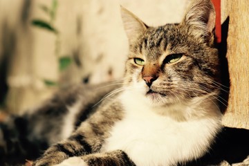 sunbathing cat