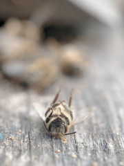 Macro closeup on face of dead honeybee lying belly up on wooden pallet