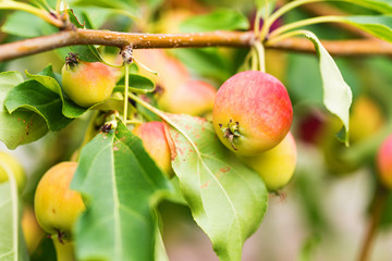 Ripening Chinese apple or Malus prunifolia