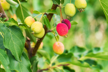 Ripening Chinese apple or Malus prunifolia