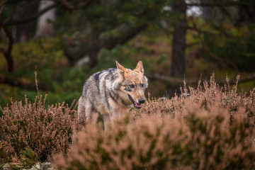 Close up portrait of a grey wolf (Canis Lupus) also known as Timber wolf displaying an agressive facial dominant expression in the Canadian forest during the summer months