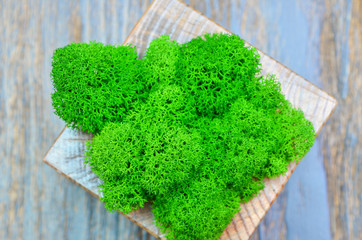 green flower in a wooden pot, indoor flower on a shelf