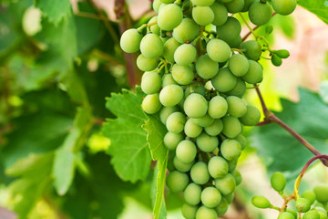 Unripe grapes and vine leaves close up