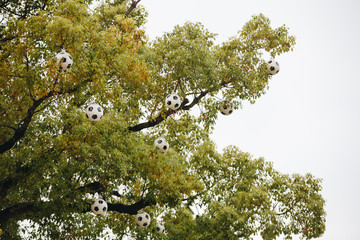 high tree decorated with soccer balls in honor of the completion of the football championship.
