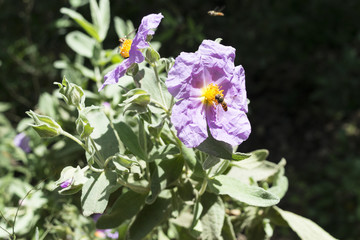 Insects on pink flowers.
