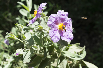 Insects on pink flowers.