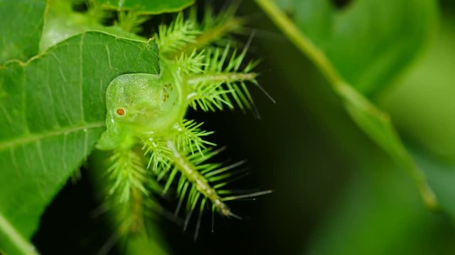 Caterpillar eating leaf in forest, Thailand.