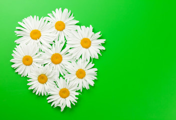 Garden chamomile flowers