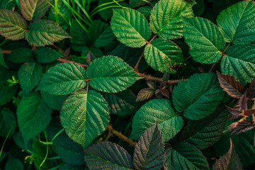 Green leaves in sunlight. Textured background of a tree.