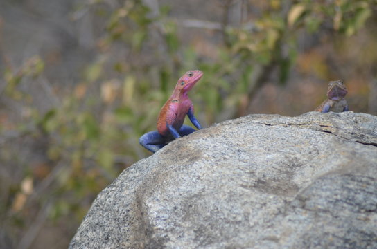 Reptil
