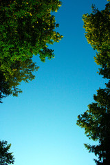 Green foliage against the blue sky
