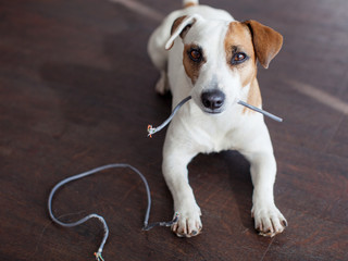 Dog chewed the wires