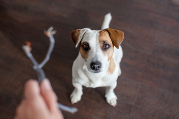 Dog chewed the wires