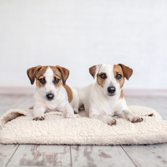 Two dogs lying on pillow