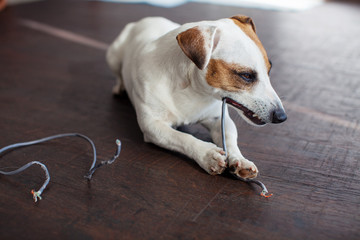 Dog chewed the wires