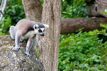 maki, Lemuridae, lemur