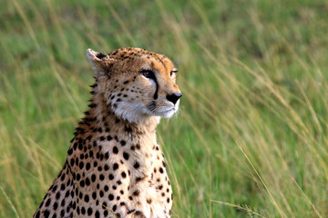 Cheetah looking to savanna. Portrait of wild cheetah. Masai Mara National Reserve, Kenya, Africa.