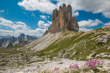 Fototapeta premium Fiori selvatici nei pressi delle Tre Cime di Lavaredo
